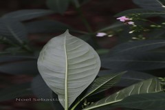 Rauvolfia densiflora